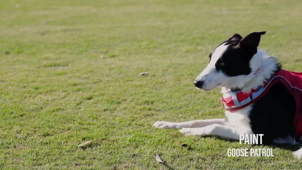 Dog with a Job: How Border collies help to tidy up golf courses